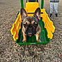 Abraham-Abe is registered to the contest to win money with this photo: french_bulldog, puppy, dog, toy_wagon, green, yellow, grass, child, outdoor, play, pet, animal, cute, ears, face, eyes, nose, legs, background, person