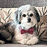 dog, bow_tie, polka_dot, couch, gray, fluffy, pet, indoor, portrait, cute, decorative_pillows, relaxed, animal, furry, small_dog, seated, looking_at_camera, cozy, furniture, companion