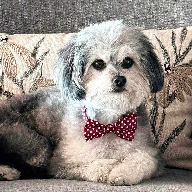 Freddie is registered to the contest to win money with this photo: dog, bow_tie, polka_dot, couch, gray, fluffy, pet, indoor, portrait, cute, decorative_pillows, relaxed, animal, furry, small_dog, seated, looking_at_camera, cozy, furniture, companion