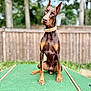 Zeke is registered to the contest to win money with this photo: doberman, dog, pet, animal, outdoor, green, platform, fence, trees, blurred_background, collar, sitting, curious, alert, brown, tan, ears_up, portrait, daylight, nature
