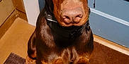 Zeke joined the competition — help win amazing prizes! dog, doberman, goggles, pet, animal, indoors, brown, ears, collar, floor, door, mat, reflection, closeup, looking, sitting, canine, guard, house, portrait