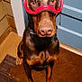 dog, doberman, goggles, pet, animal, indoors, brown, ears, collar, floor, door, mat, reflection, closeup, looking, sitting, canine, guard, house, portrait