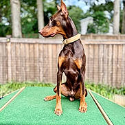 Zeke is registered to the contest to win money with this photo: doberman, dog, pet, animal, outdoor, green, platform, fence, trees, canine, alert, sitting, brown, black, collar, portrait, nature, daylight, ears_up, background_blur