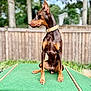 doberman, dog, pet, animal, outdoor, green, platform, fence, trees, canine, alert, sitting, brown, black, collar, portrait, nature, daylight, ears_up, background_blur