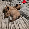animal, bed, blanket, cat, cozy, cute, feline, fur, indoor, kitten, napping, paw, pet, resting, siamese, sleeping, snuggle, soft, two, young