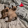 Ivy And Grace joined the competition — help win amazing prizes! kitten, cat, siamese, bed, blanket, cute, sleepy, snuggling, fur, animal, pet, indoor, cozy, soft, resting, young, adorable, two, winking, light