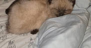 Ivy And Grace is registered to the contest to win money with this photo: kitten, cat, sleeping, bed, blanket, fur, cute, pets, animal, snuggle, cozy, indoor, young, resting, mammal, domestic, feline, two, soft, ears