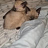 animal, bed, blanket, cat, cozy, cute, domestic, ears, feline, fur, indoor, kitten, mammal, pets, resting, sleeping, snuggle, soft, two, young