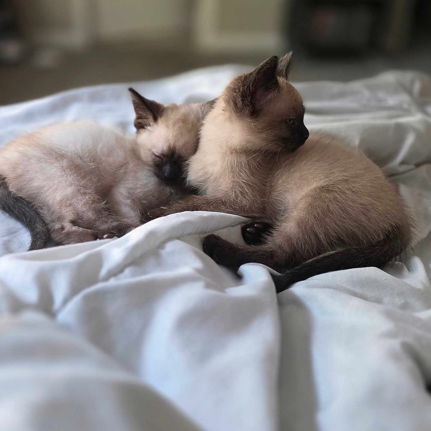 Ivy And Grace