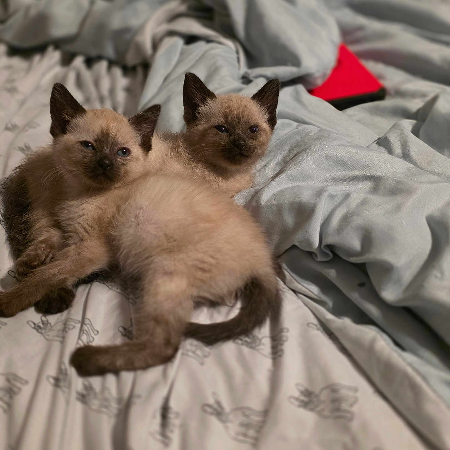 Ivy And Grace