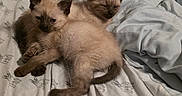 Ivy And Grace is registered to the contest to win money with this photo: animal, bed, blanket, cat, cozy, cute, domestic, ears, fur, indoor, kitten, pet, resting, sheet, siamese, sleepy, snuggling, soft, tail, whiskers