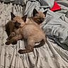 Ivy And Grace is registered to the contest to win money with this photo: kitten, cat, siamese, bed, blanket, sheet, animal, pet, cute, sleepy, cozy, fur, whiskers, ears, tail, indoor, resting, snuggling, domestic, soft