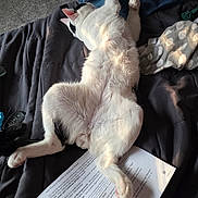 Caine joined the competition — help win amazing prizes! bed, bedroom, belly, blanket, carpet, cat, clothes, denim_jacket, document, feline, key_fob, lounging, paper, paw, pet, polka_dots, relaxed, sleeping, sunlight, white_fur