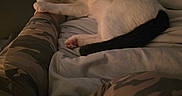 Caine is registered to the contest to win money with this photo: bed, black_and_white_cat, blanket, camouflage_pants, cat, cozy, cute, foot, furniture, human_leg, indoor, night, paw, pet, relaxation, resting, sleeping, sock, soft_light, window_blinds