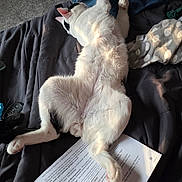 Caine is registered to the contest to win money with this photo: cat, black_and_white_cat, belly_up, bed, blanket, paper, document, sunlight, paws, fur, sleeping, relaxed, indoor, denim_jacket, polka_dot, key_fob, bedroom, nap, feline, messy_bed