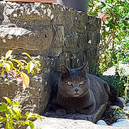 Sheba participe au concours pour gagner de l'argent avec cette photo : gray_cat, cat, stone_wall, garden, plants, sunlight, yellow_eyes, outdoor, nature, relaxing, pet, animal, leaf, flower_pot, rocks, shadow, resting, fur, whiskers, curious