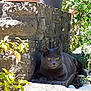 gray_cat, cat, stone_wall, garden, plants, sunlight, yellow_eyes, outdoor, nature, relaxing, pet, animal, leaf, flower_pot, rocks, shadow, resting, fur, whiskers, curious