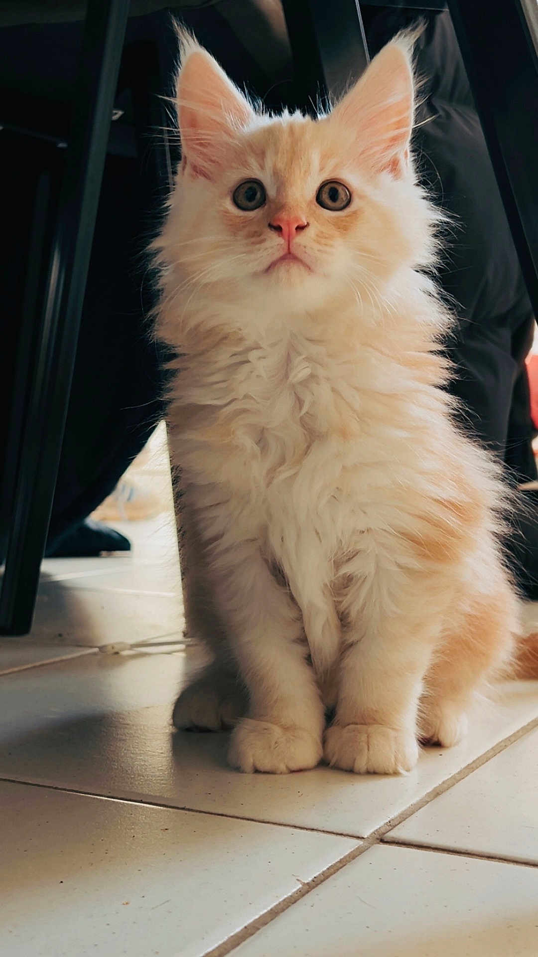 Pito participe au concours pour gagner de l'argent avec cette photo : kitten, cat, fluffy, curious, sitting, indoor, tile_floor, animal, pet, whiskers, ears, paws, fur, young, cute, domestic, eyes, portrait, feline, close_up