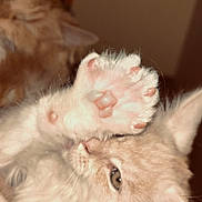 Pito a rejoint le concours — aidez-le/la à gagner de superbes lots ! cat, kitten, paw, fur, closeup, cute, animal, pet, whiskers, ears, indoor, sleepy, soft, feline, pink_paw_pads, playful, background, blurry, adorable, young