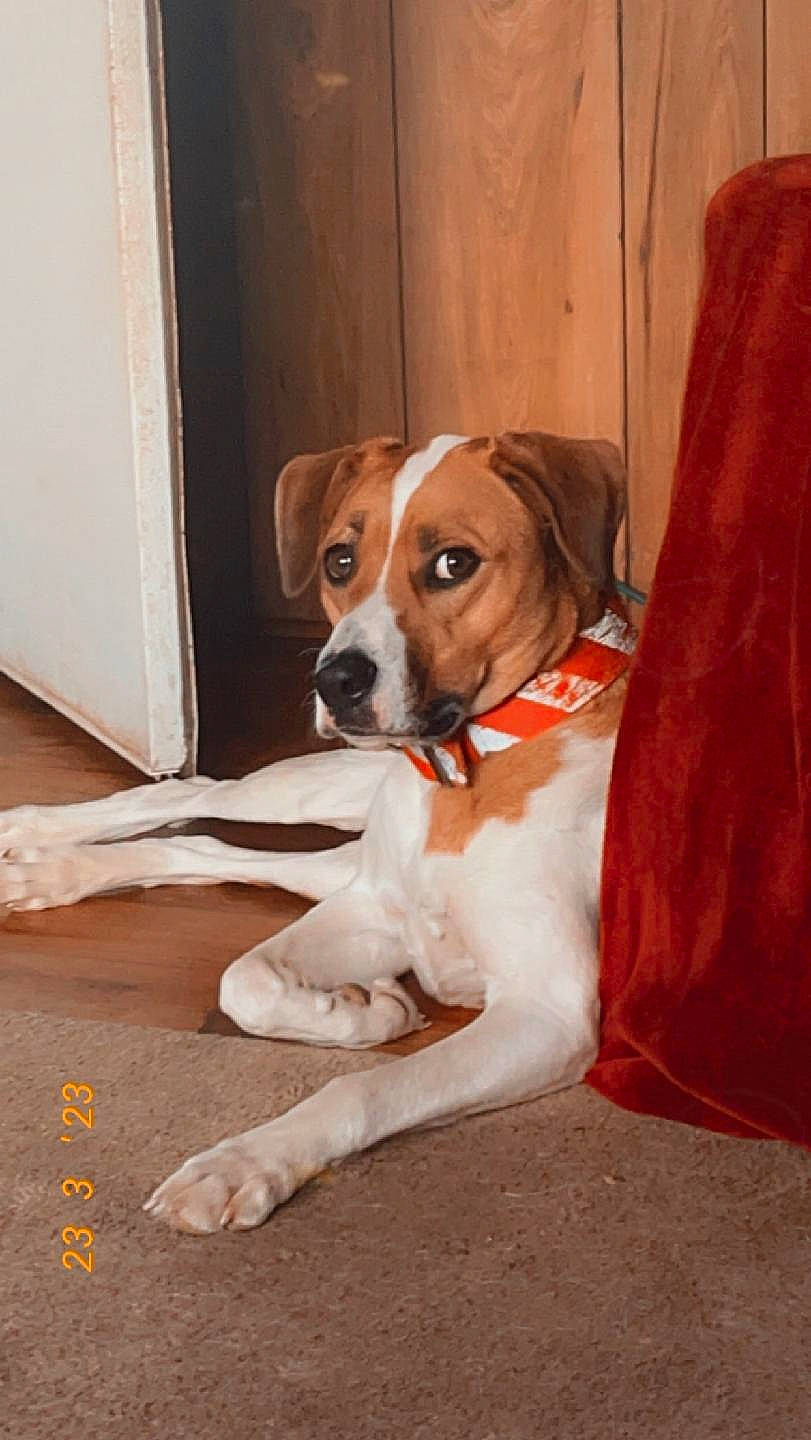 Sassy is registered to the contest to win money with this photo: canidae, carnivore, collar, companion_dog, dog, dog_breed, floor, flooring, hardwood, hunting_dog, liver, mat, snout, sporting_group, tail, varnish, wood, wood_flooring, wood_stain, working_animal