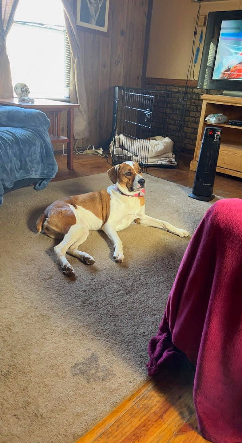 Sassy is registered to the contest to win money with this photo: ball, bulldog, carnivore, chair, collar, comfort, companion_dog, dog, dog_breed, fawn, floor, flooring, hardwood, mammal, picture_frame, snout, tail, television, vertebrate, wood