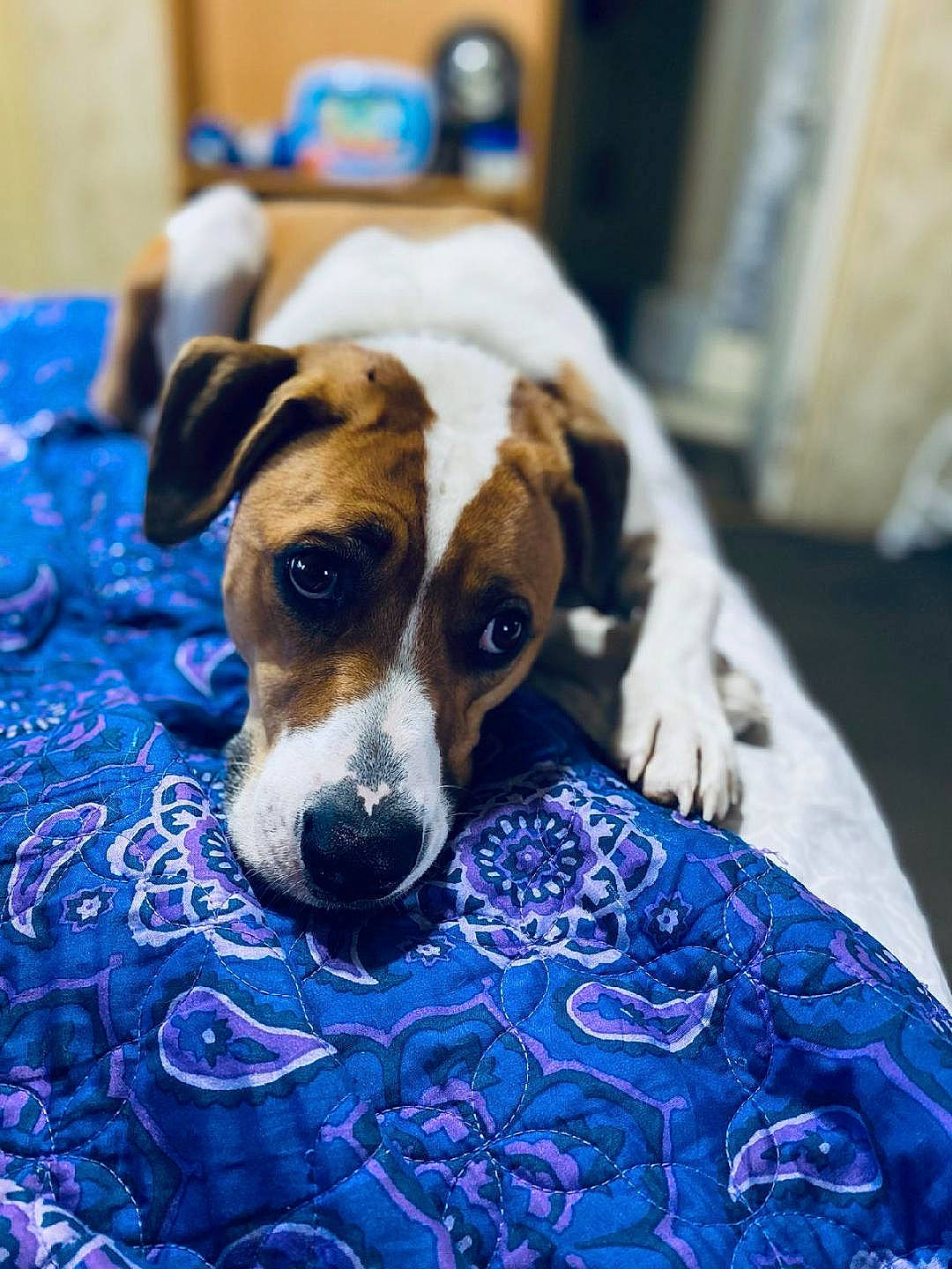 Sassy is registered to the contest to win money with this photo: blue, canidae, carnivore, comfort, companion_dog, dog, dog_breed, electric_blue, fawn, flooring, hound, irishjacks, linens, scent_hound, sporting_group, terrier, whiskers