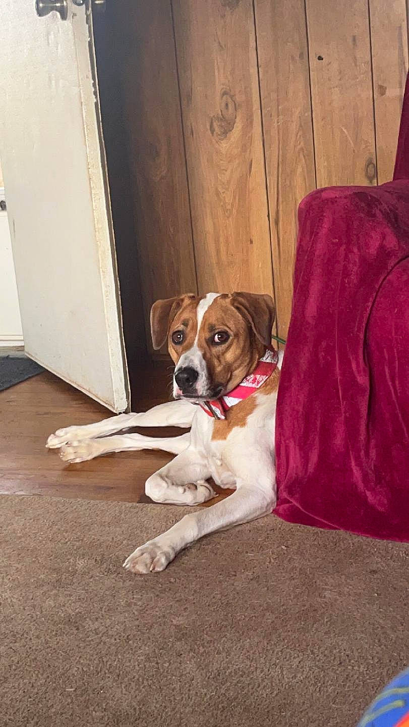 Sassy joined the competition — help win amazing prizes! bored, carnivore, comfort, companion_dog, dog, dog_breed, door, fawn, floor, flooring, hardwood, liver, plank, room, sporting_group, varnish, wood, wood_flooring, wood_stain, working_animal