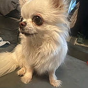 Okoyé a rejoint le concours — aidez-le/la à gagner de superbes lots ! dog, chihuahua, small_dog, white_fur, fluffy, pet, indoor, couch, furniture, painting, wall, coat, clothing, floor, ears, face, eyes, sitting, looking_away, home