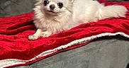 Okoyé participe au concours pour gagner de l'argent avec cette photo : dog, chihuahua, white_fur, pet, animal, cute, small_dog, fluffy, lying_down, blanket, red_blanket, couch, indoor, cozy, ears, tail, fur, looking_at_camera, domestic_animal, resting