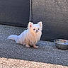 Okoyé participe au concours pour gagner de l'argent avec cette photo : dog, chihuahua, small_dog, white_dog, pet, outdoor, sunlight, water_bowl, concrete, fur, animal, companion, quiet, sitting, cute, tiny, portrait, daylight, alone, resting