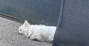 Okoyé participe au concours pour gagner de l'argent avec cette photo : animal, barrier, calm, daylight, dog, fabric, fur, outdoor, pavement, peaceful, pet, quiet, quiet_moment, relaxation, resting, side_view, sleeping, small_dog, texture, white_dog