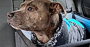 Stark participe au concours pour gagner de l'argent avec cette photo : dog, car, car_seat, dog_jacket, pet_carrier, window, seatbelt, backseat, black_fabric, headrest, animal, pet, transport, travel, restraint, side_window, looking_out, domestic_animal, canine, indoors