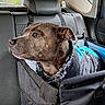 dog, car, car_seat, dog_jacket, pet_carrier, window, seatbelt, backseat, black_fabric, headrest, animal, pet, transport, travel, restraint, side_window, looking_out, domestic_animal, canine, indoors