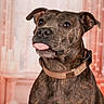 dog, brindle, pet, animal, tongue_out, collar, portrait, indoor, cute, playful, ears, fur, brown, expression, face, looking_up, closeup, muzzle, domestic_animal, friendly