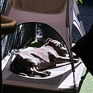 Stark a rejoint le concours — aidez-le/la à gagner de superbes lots ! dog, pet_bed, sunlight, shade, outdoor, relaxing, nap, canopy, shadow, fence, grass, animal, resting, summer, quiet, backyard, peaceful, sleeping, brown_dog, daylight