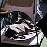 dog, pet_bed, sunlight, shade, outdoor, relaxing, nap, canopy, shadow, fence, grass, animal, resting, summer, quiet, backyard, peaceful, sleeping, brown_dog, daylight