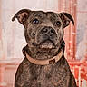 dog, brindle, pet, collar, portrait, animal, canine, fur, ears, brown, looking_up, studio, indoor, closeup, face, expression, domestic_animal, alert, sitting, background