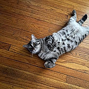 Bengi is registered to the contest to win money with this photo: belly_up, cat, close_up, cozy, curious, domestic_cat, feline, floorboards, fur, hardwood_floor, indoor, lying_down, paws, pet, playful, portrait, stripes, tabby_cat, whiskers, wooden_floor