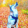 Siska participe au concours pour gagner de l'argent avec cette photo : dog, husky, autumn, leaves, forest, outdoor, nature, canine, animal, sitting, black_harness, fall_colors, tongue_out, pet, wildlife, seasonal, vibrant, trees, park, cute