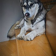 Siska participe au concours pour gagner de l'argent avec cette photo : dog, husky, pet, animal, indoor, wooden_bench, resting, fur, ears, tail, paw, portrait, calm, relaxed, mammal, house, companion, cute, furry, canine