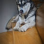 dog, husky, pet, animal, indoor, wooden_bench, resting, fur, ears, tail, paw, portrait, calm, relaxed, mammal, house, companion, cute, furry, canine