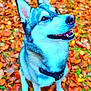 Siska participe au concours pour gagner de l'argent avec cette photo : dog, husky, canine, pet, animal, autumn, fall_leaves, outdoor, nature, smiling, happy, fur, ears, collar, sitting, leaf_litter, vibrant_colors, close_up, portrait, friendly