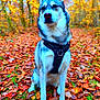 dog, canine, autumn, fall_leaves, forest, outdoor, nature, animal, pet, fur, harness, sitting, leaves, seasonal, tree, woods, brown, orange, yellow, green