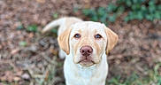 Daisy is registered to the contest to win money with this photo: puppy, dog, labrador, grass, outdoor, pet, young, animal, cute, brown, nature, garden, leaf, fur, portrait, mammal, eyes, canine, background_blur, adorable
