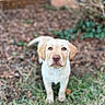 puppy, dog, labrador, grass, outdoor, pet, young, animal, cute, brown, nature, garden, leaf, fur, portrait, mammal, eyes, canine, background_blur, adorable