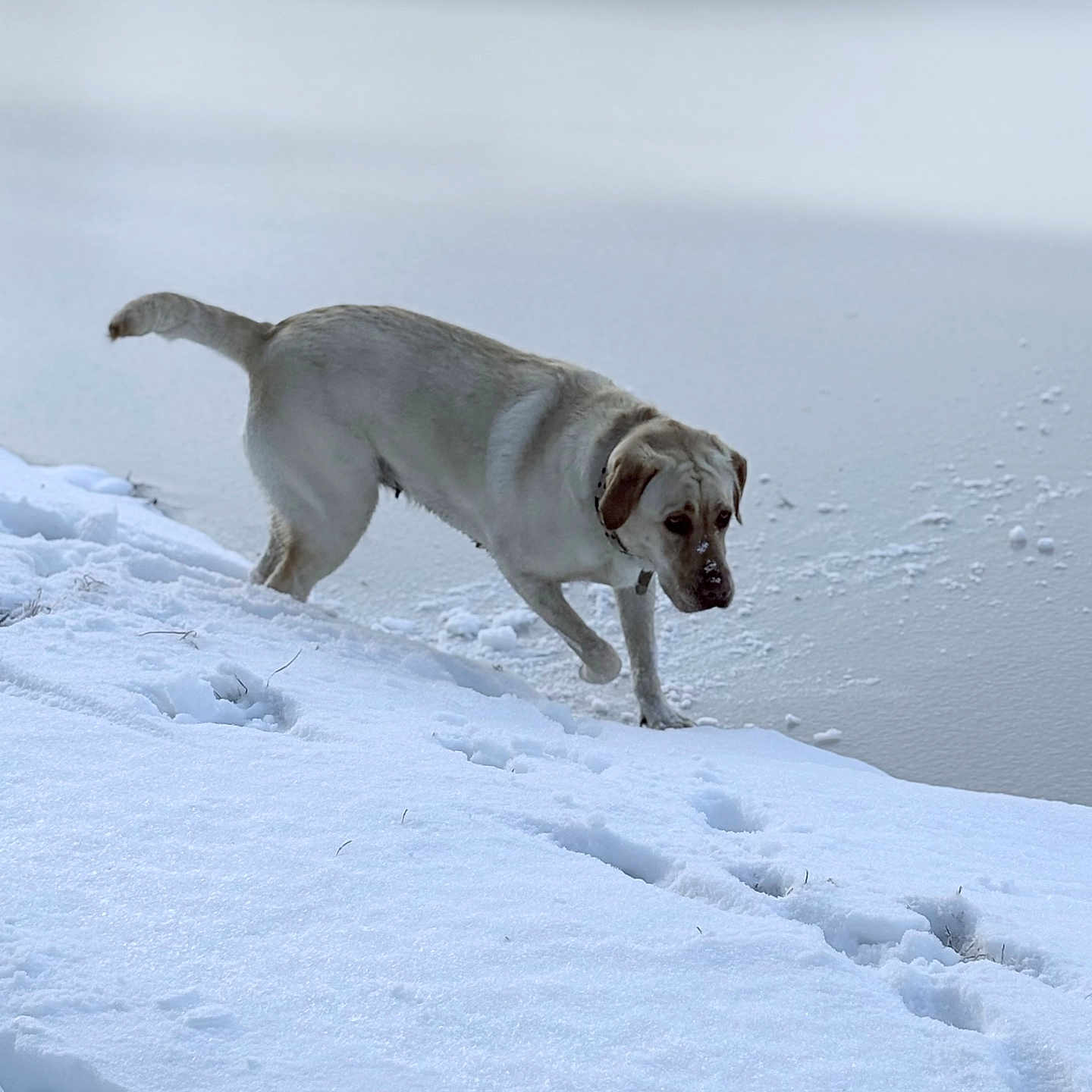 Daisy joined the competition — help win amazing prizes! dog, snow, winter, outdoor, animal, canine, frozen_water, paw_prints, nature, cold, fur, walking, landscape, quiet, daylight, background, side_view, curious, collar, pet