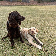 Daisy is registered to the contest to win money with this photo: dog, puppy, grass, outdoor, leash, brown_dog, yellow_dog, nature, tree, park, pets, animal, canine, sitting, lying_down, curious, playful, daytime, two_dogs, companions