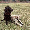 dog, puppy, grass, outdoor, leash, brown_dog, yellow_dog, nature, tree, park, pets, animal, canine, sitting, lying_down, curious, playful, daytime, two_dogs, companions
