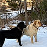 dog, labrador_retriever, black_dog, yellow_dog, snow, winter, forest, trees, outdoor, animal, pet, collar, nature, standing, alert, mammal, canine, daylight, woods, snowy_ground