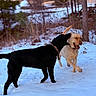 dog, black_dog, yellow_dog, snow, outdoor, forest, trees, playful, animal, pets, winter, nature, canine, happy, fun, collar, fur, walking, daylight, snowy_ground